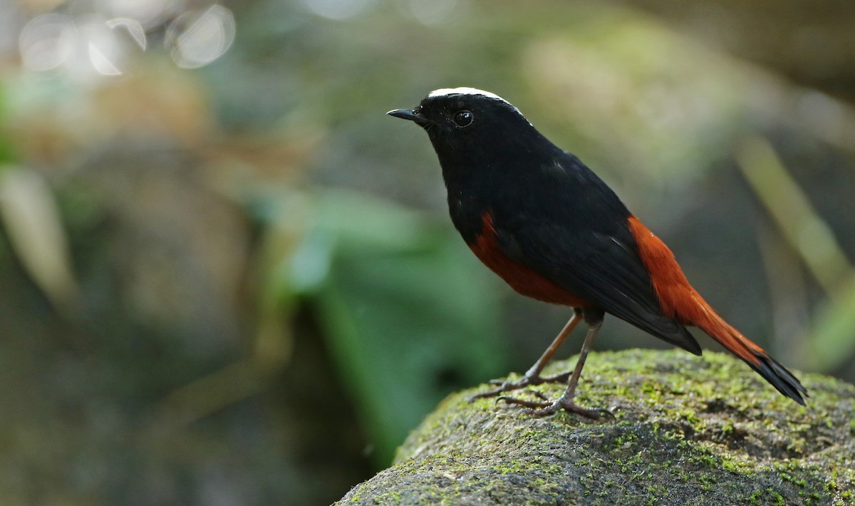 White-capped Redstart - Luke Seitz