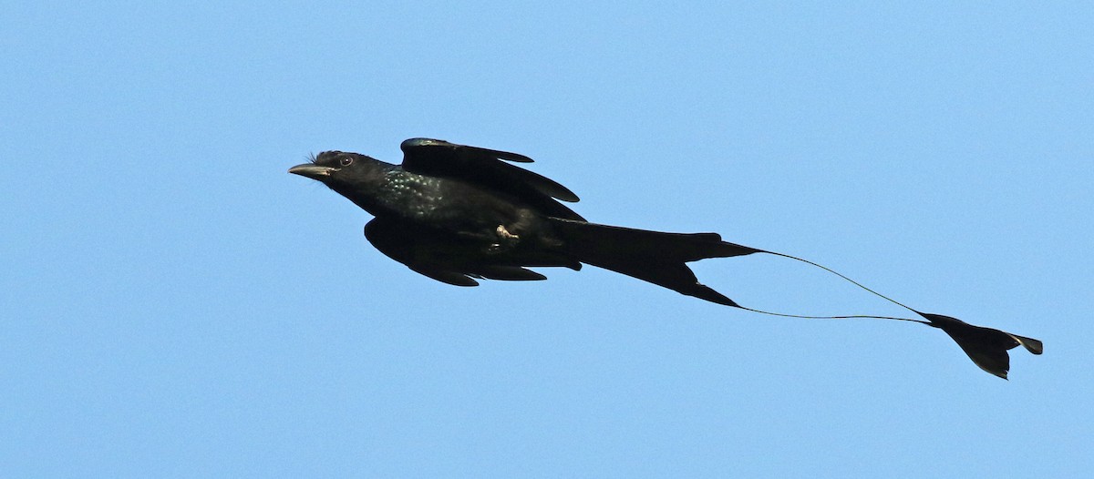 Greater Racket-tailed Drongo - Luke Seitz