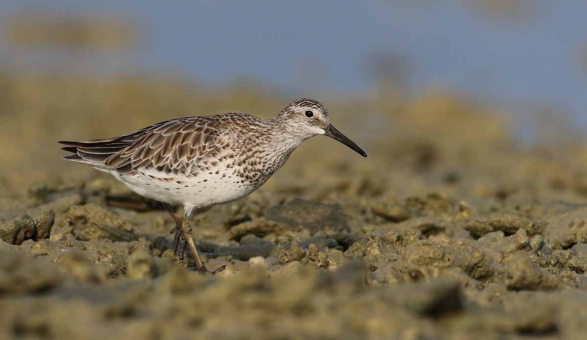 Great Knot - ML89715661