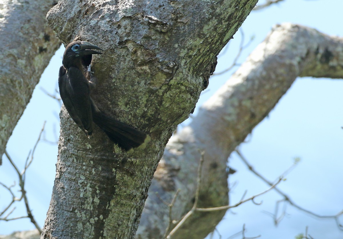 Rusty-cheeked Hornbill - Luke Seitz