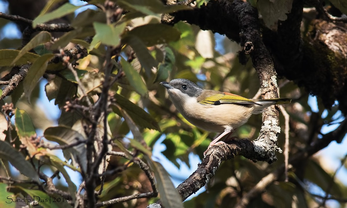 Vireo Alcaudón Cejiblanco (ripleyi) - ML89717501