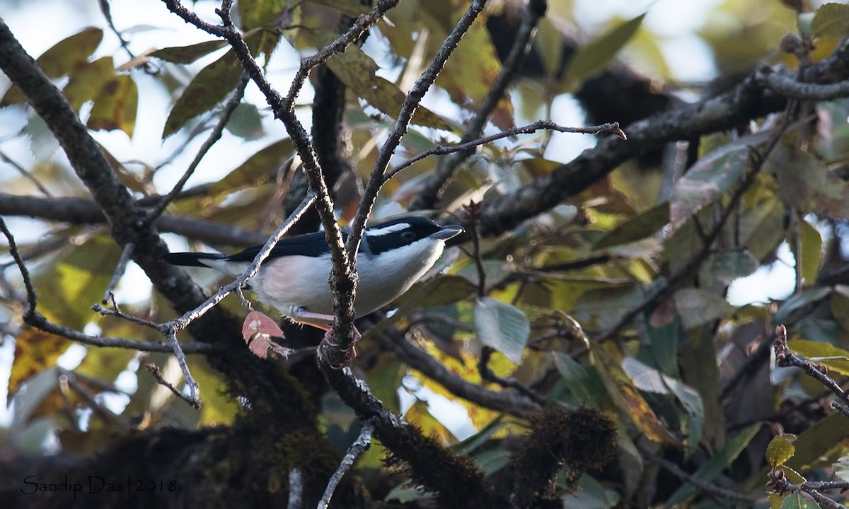 Vireo Alcaudón Cejiblanco (ripleyi) - ML89717511