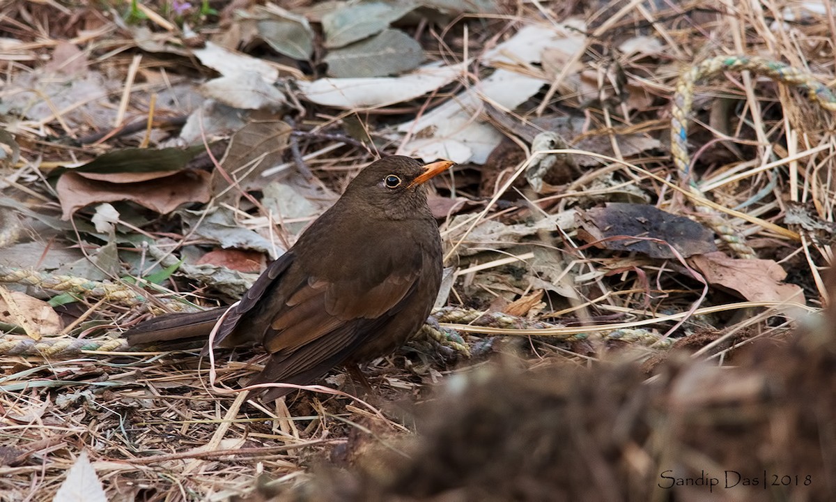 Gray-winged Blackbird - ML89717591