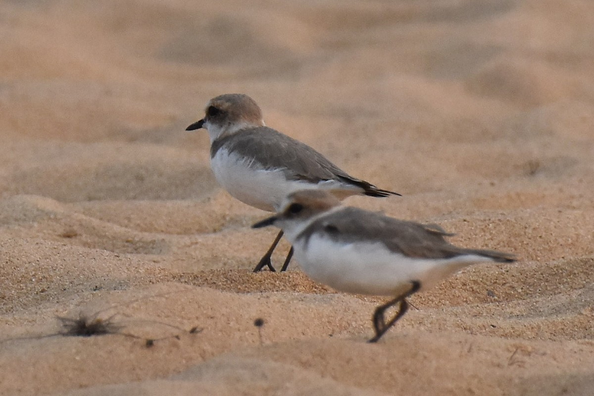 Kentish Plover - ML89718051