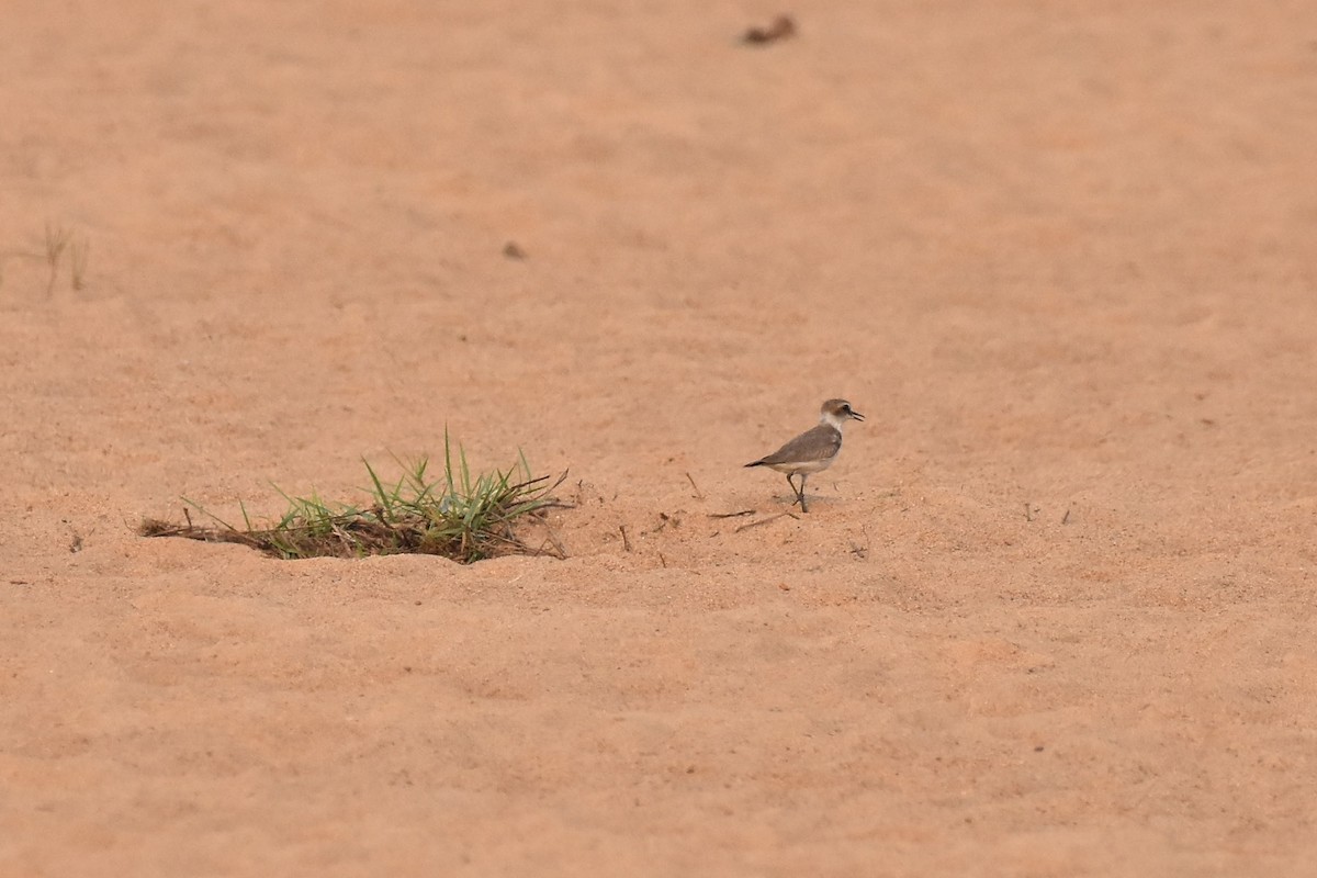 Kentish Plover - ML89718201