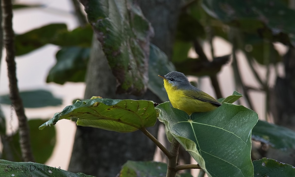 Gray-hooded Warbler - ML89718511