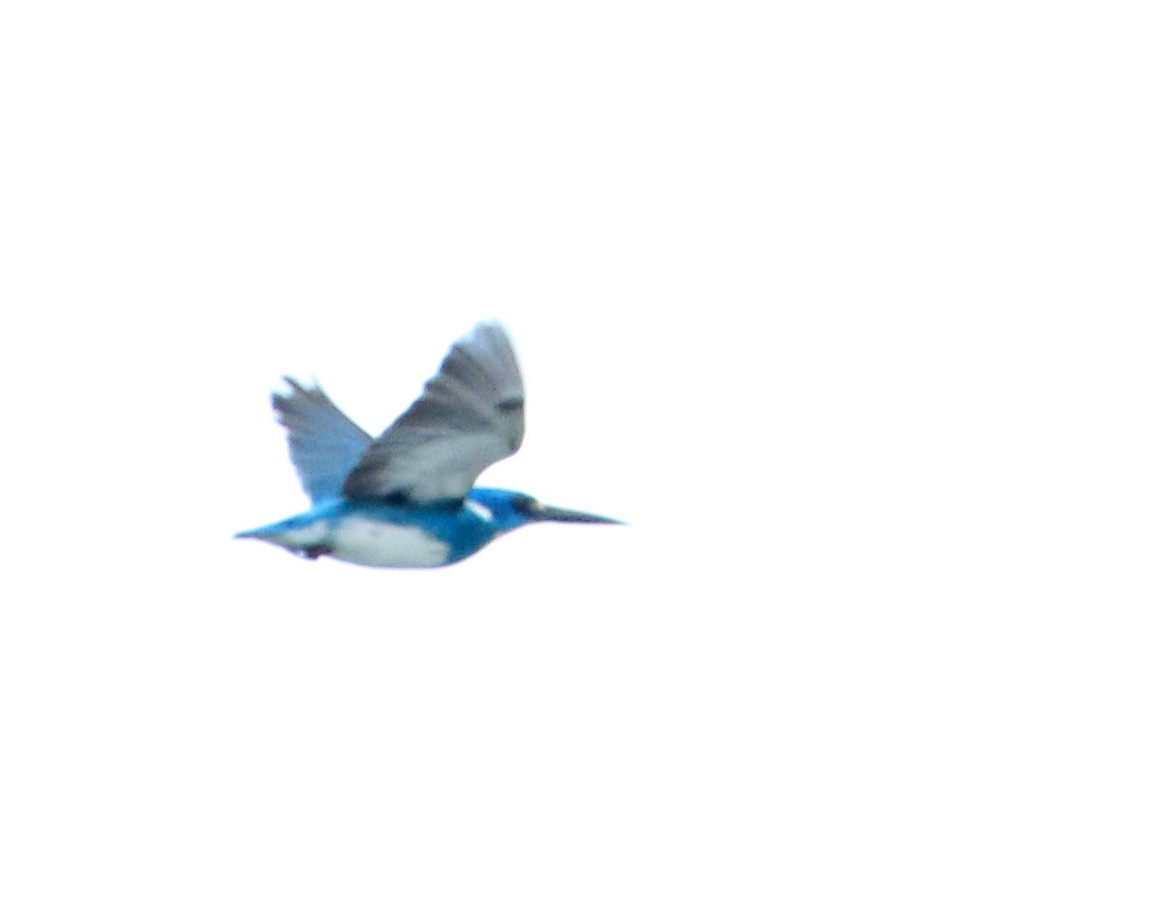 Бело-голубой зимородок - ML89718701