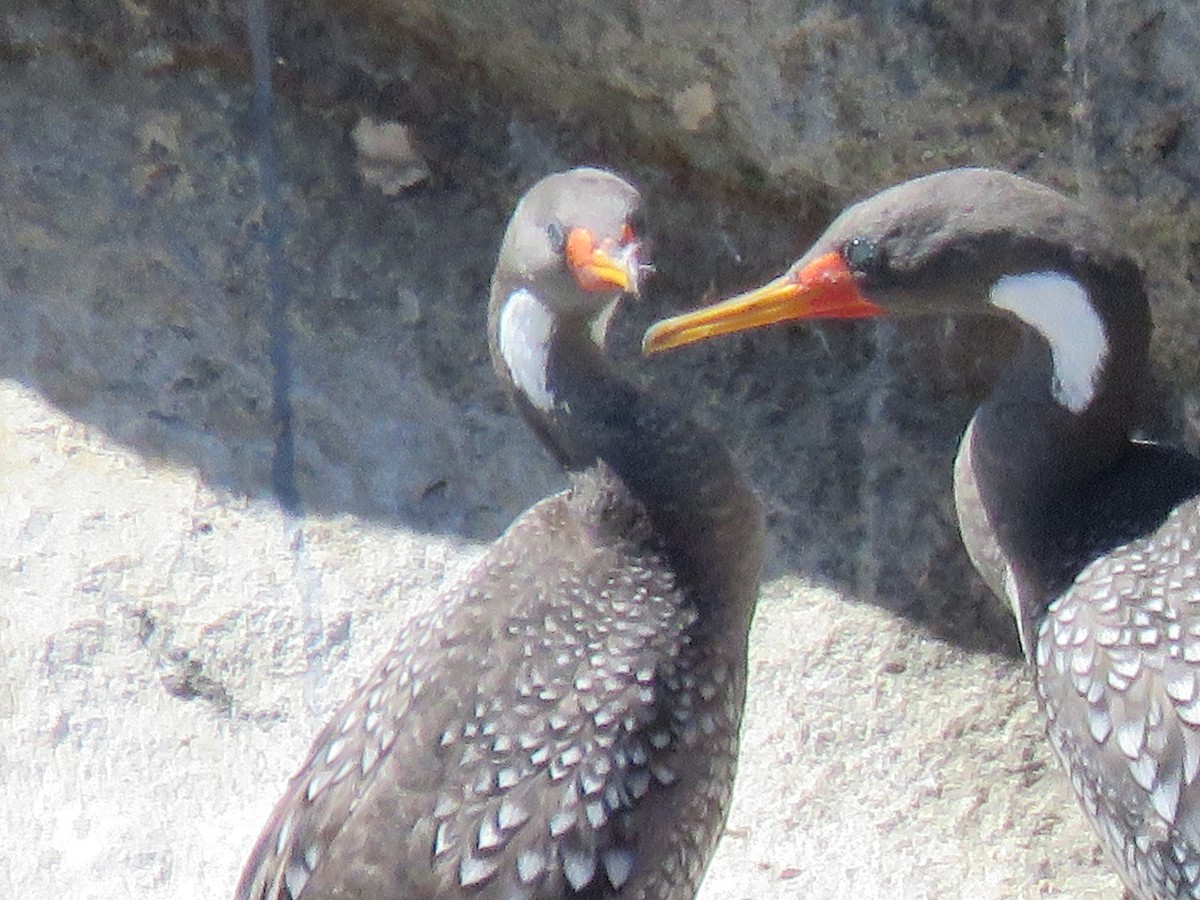 Red-legged Cormorant - ML89719161