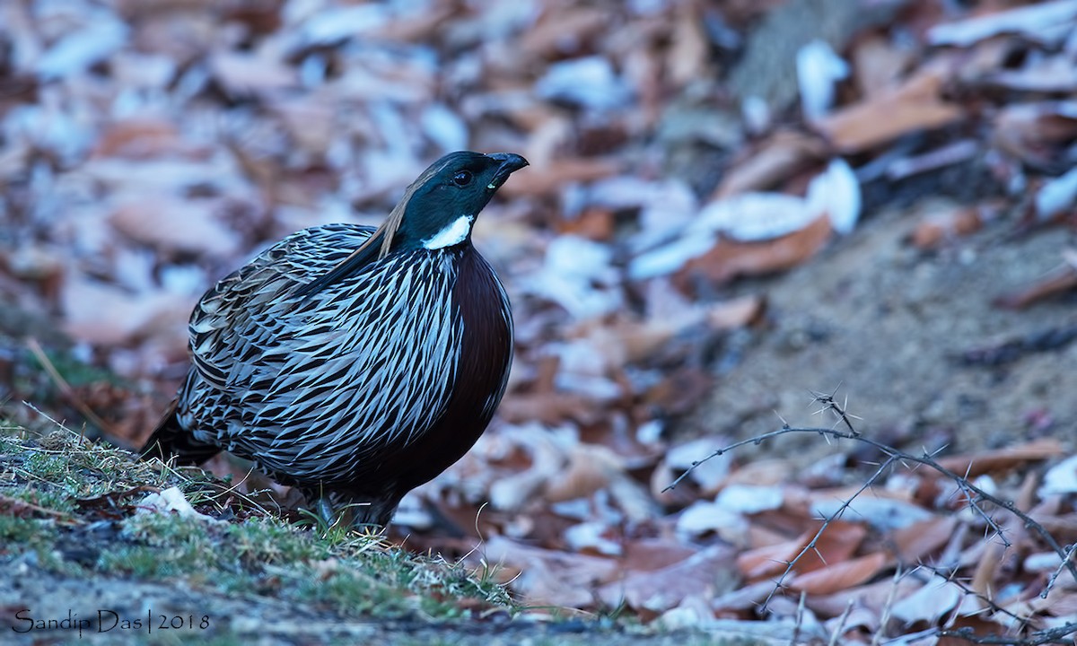 Koklass Pheasant - ML89719781