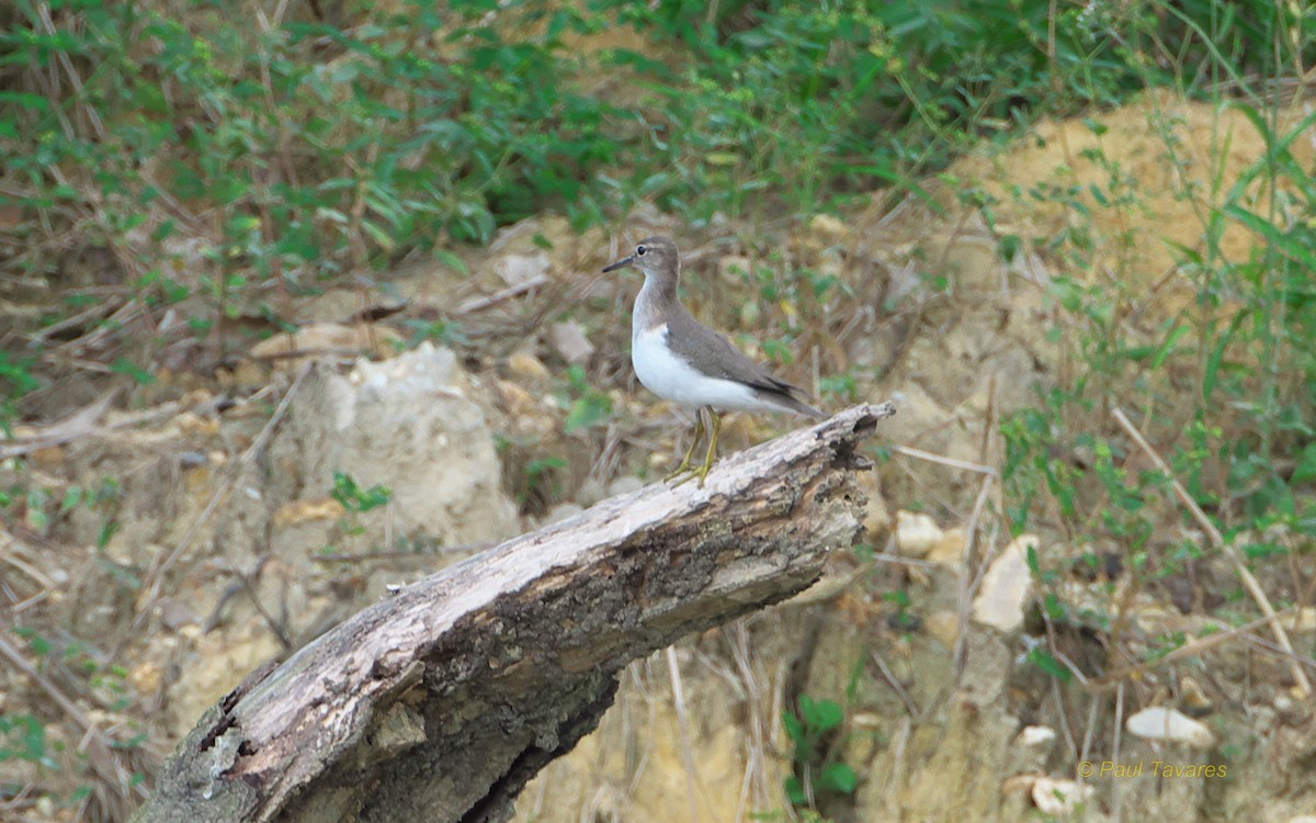 Spotted Sandpiper - ML89719791