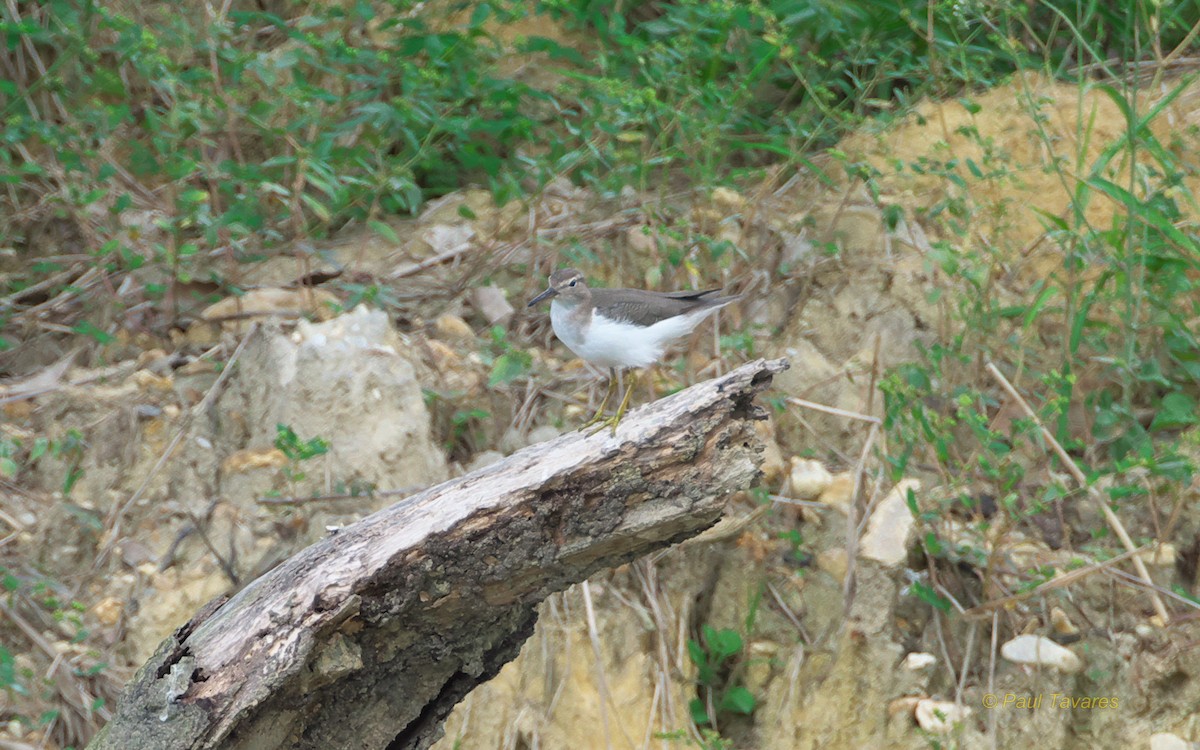 Spotted Sandpiper - ML89719801