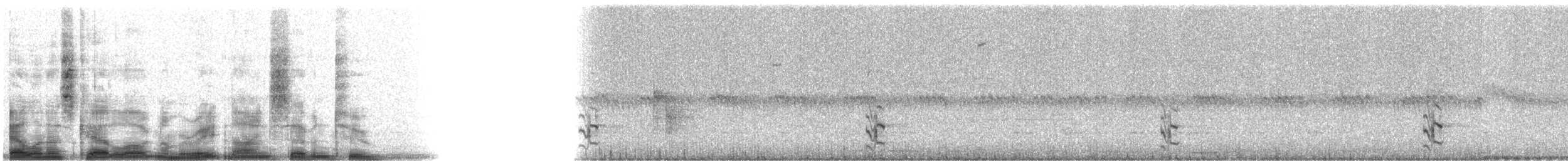 Phainopepla - ML8972