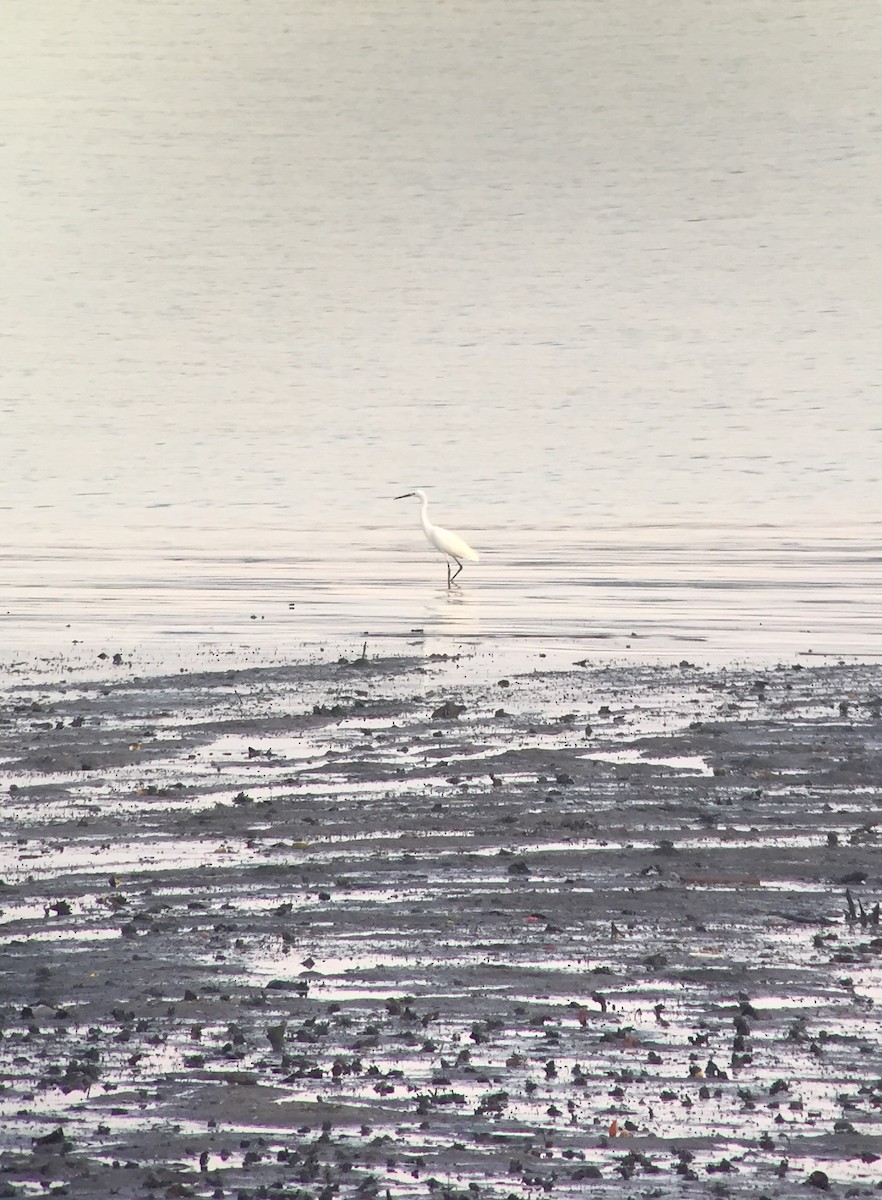 Little Egret - Martin Kennewell