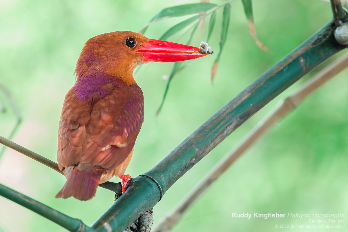 Ruddy Kingfisher - ML89722061