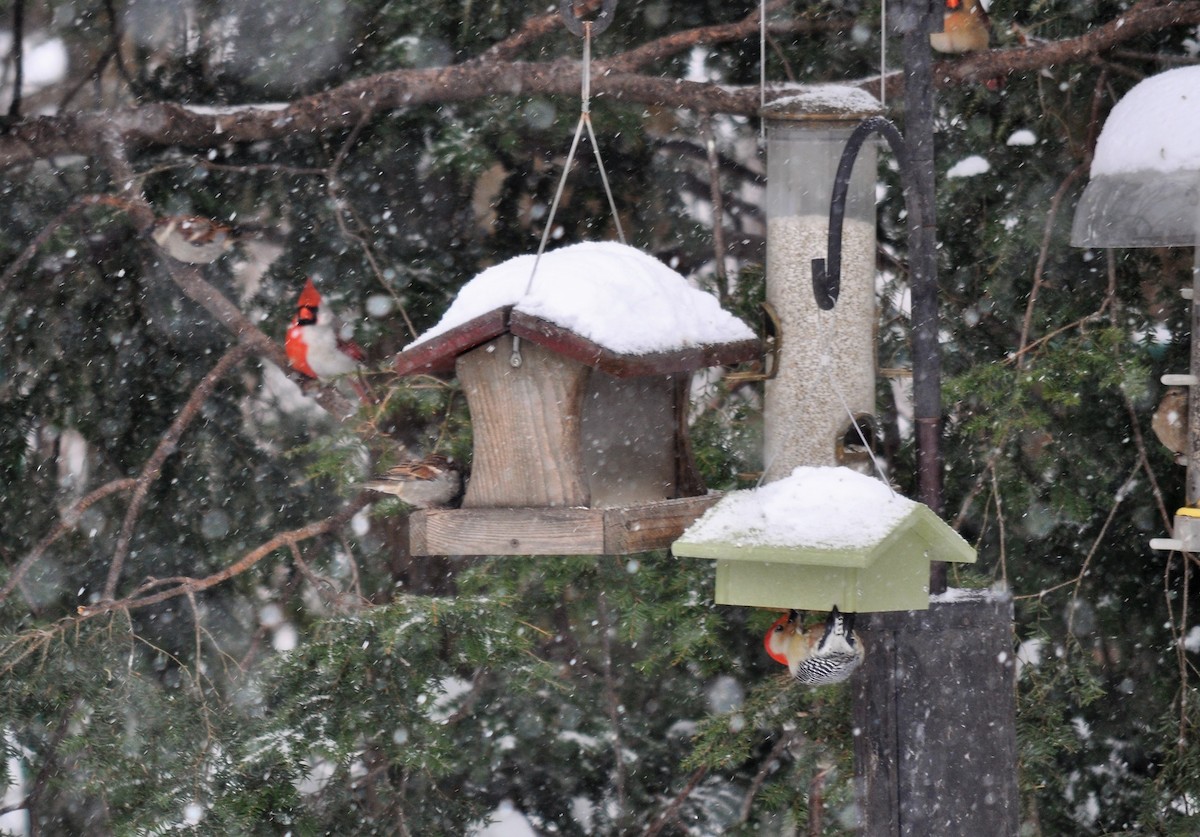 Northern Cardinal - Pat Wenzel