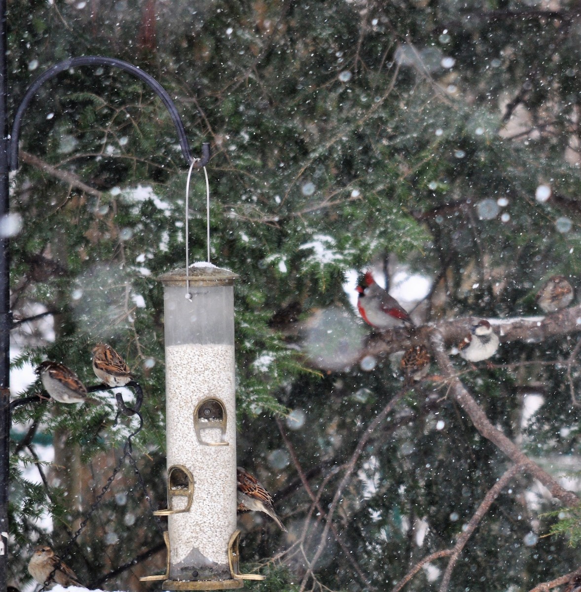 Northern Cardinal - ML89722391