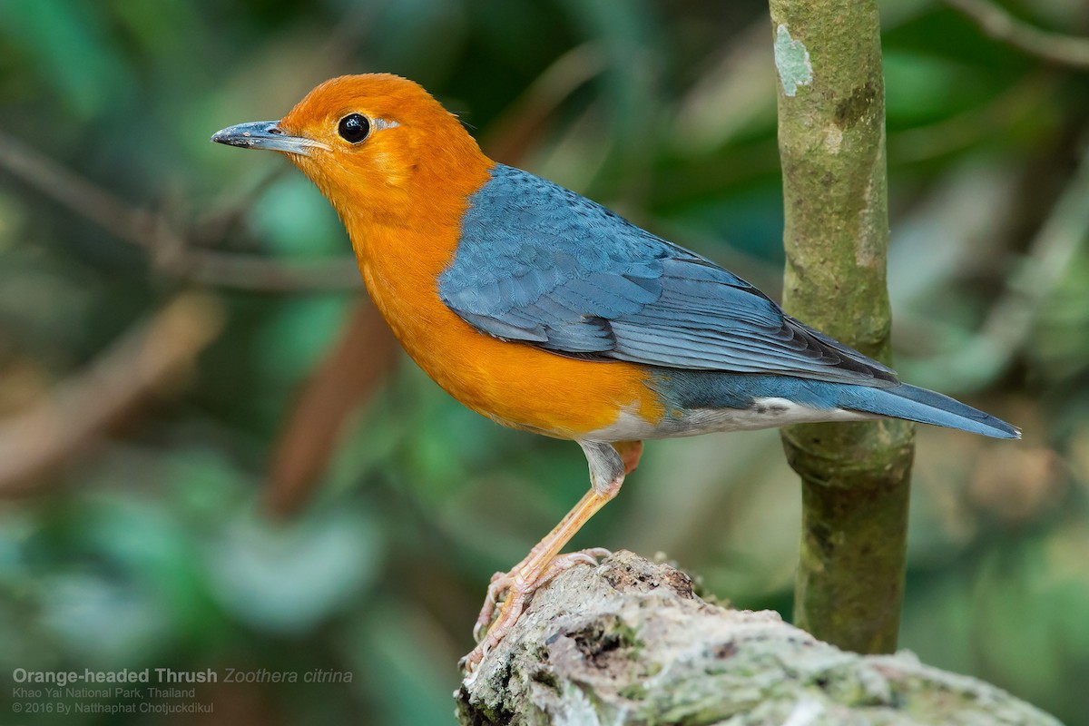 Orange-headed Thrush - Natthaphat Chotjuckdikul