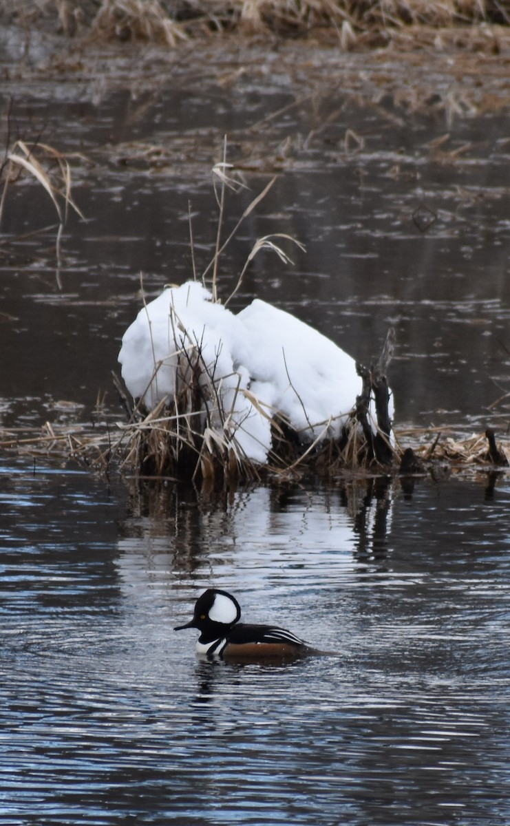 Hooded Merganser - ML89725171