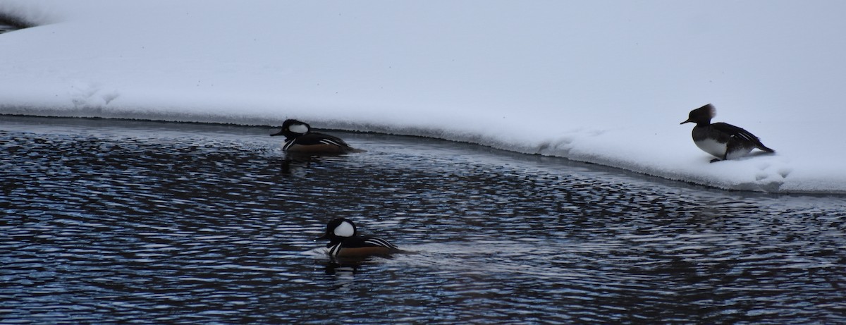 Hooded Merganser - ML89725231