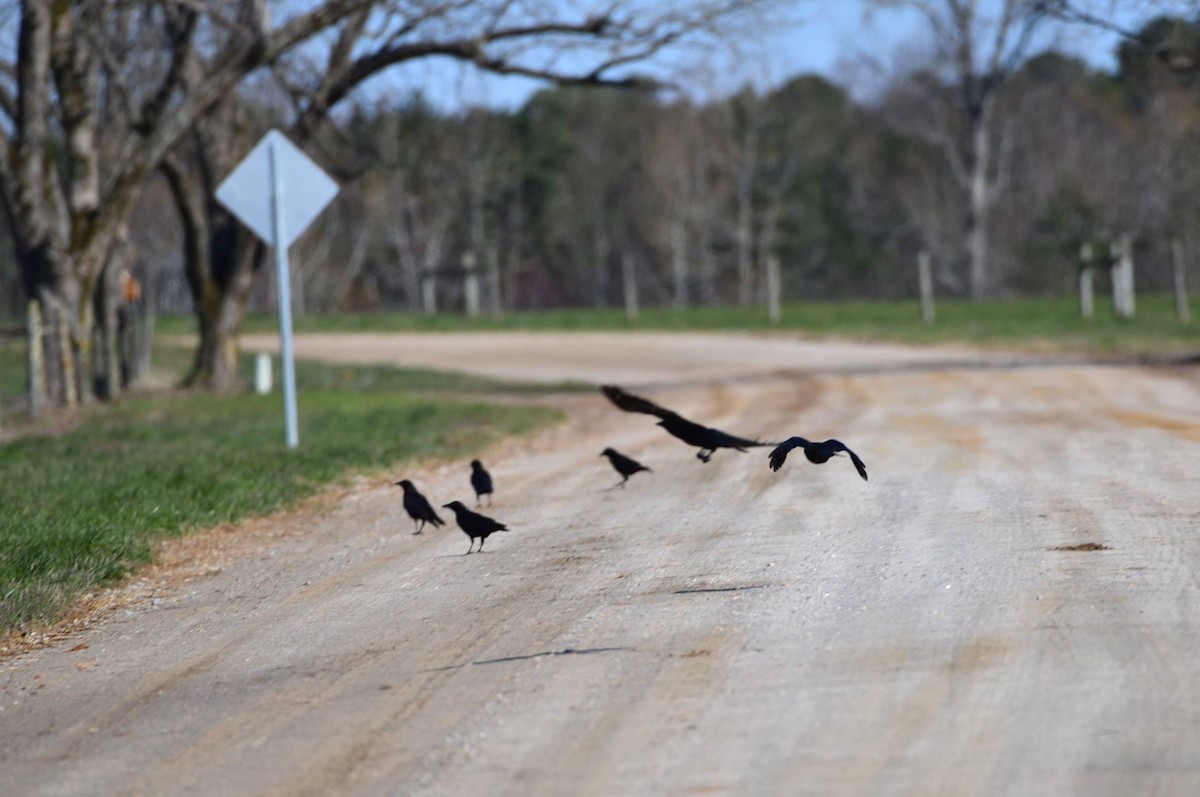 American Crow - ML89725741