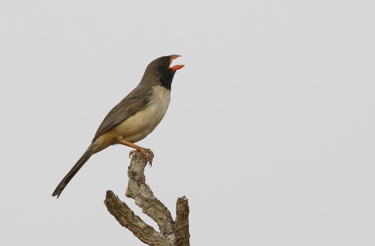 Black-throated Saltator - ML89727181