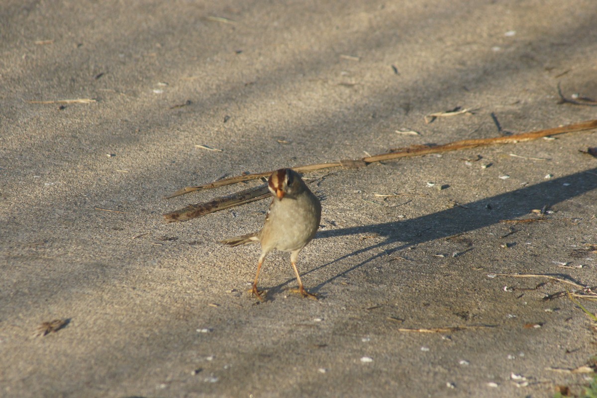 Bruant à couronne blanche - ML89731951