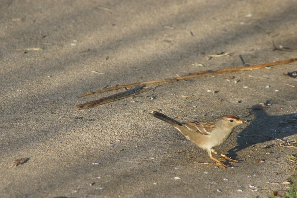 Bruant à couronne blanche - ML89731961