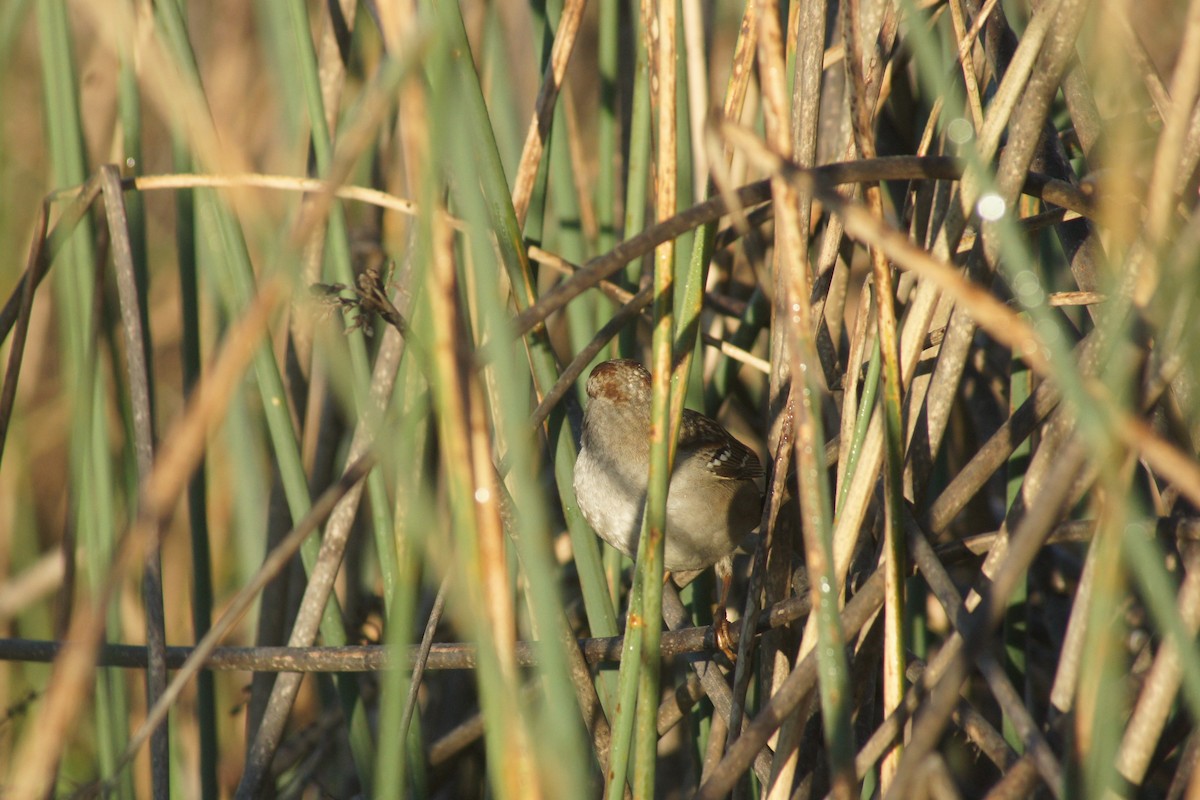 Bruant à couronne blanche - ML89731971