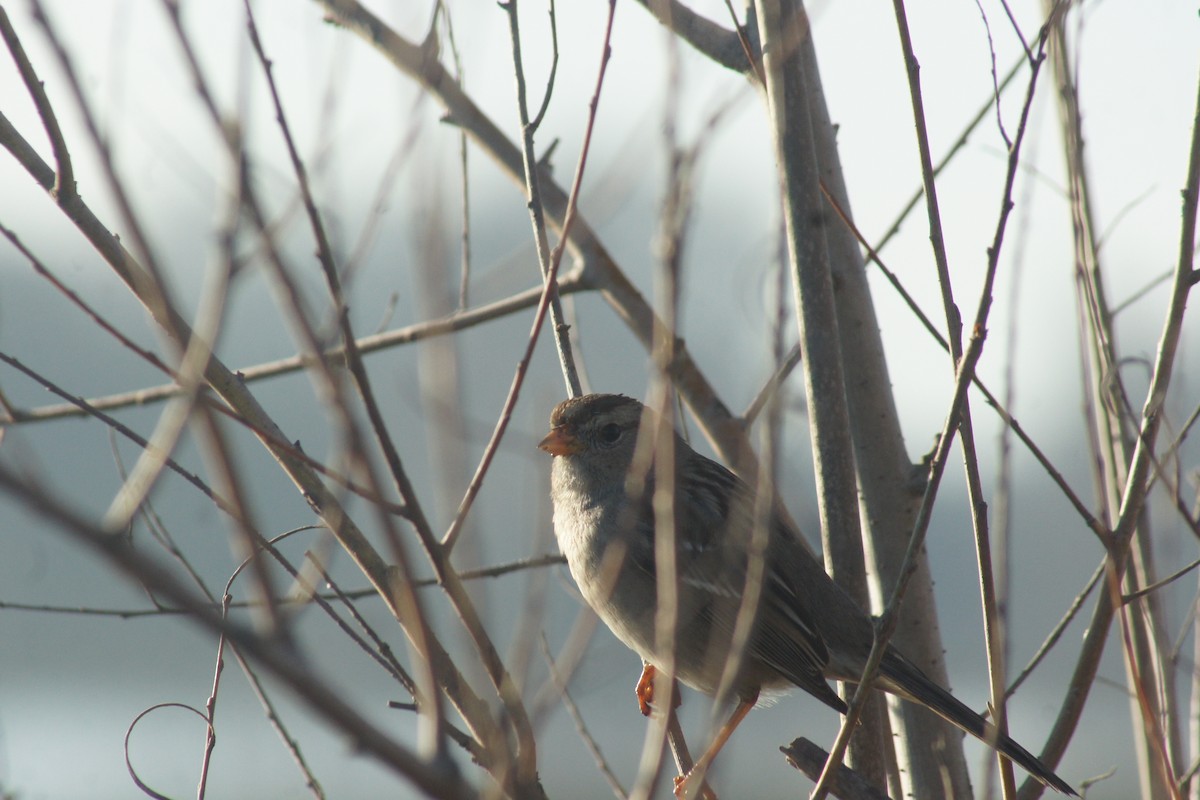 Bruant à couronne blanche - ML89731981