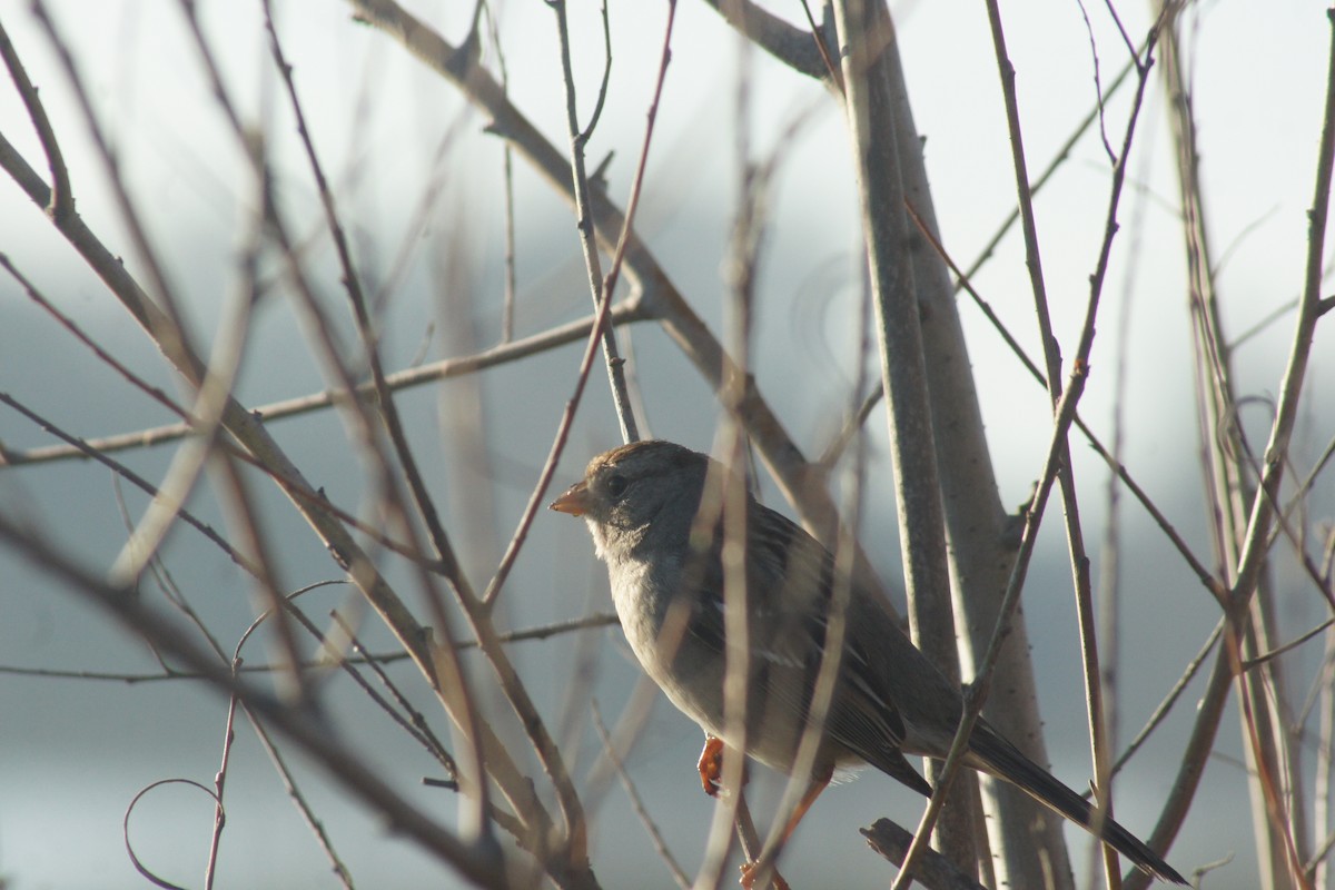 Bruant à couronne blanche - ML89731991