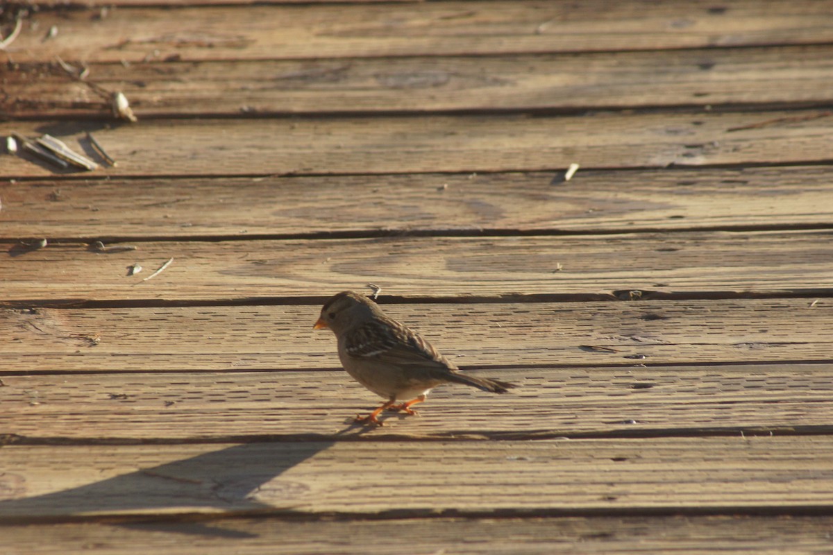 Bruant à couronne blanche - ML89732001
