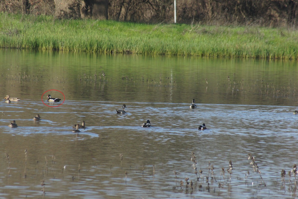 Canard branchu - ML89732071