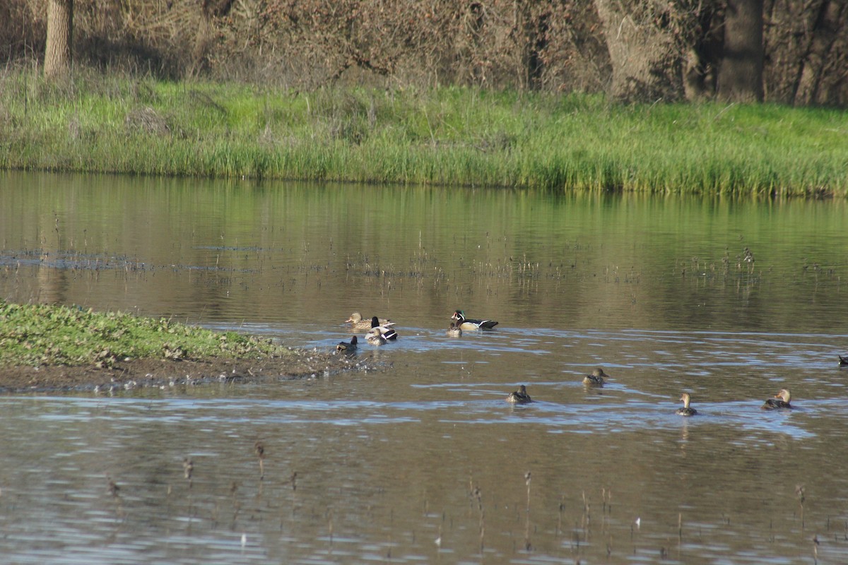 Canard branchu - ML89732081