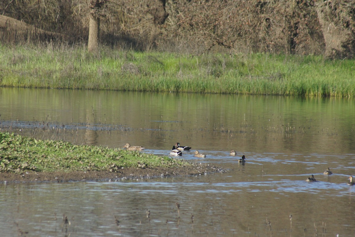 Canard branchu - ML89732091