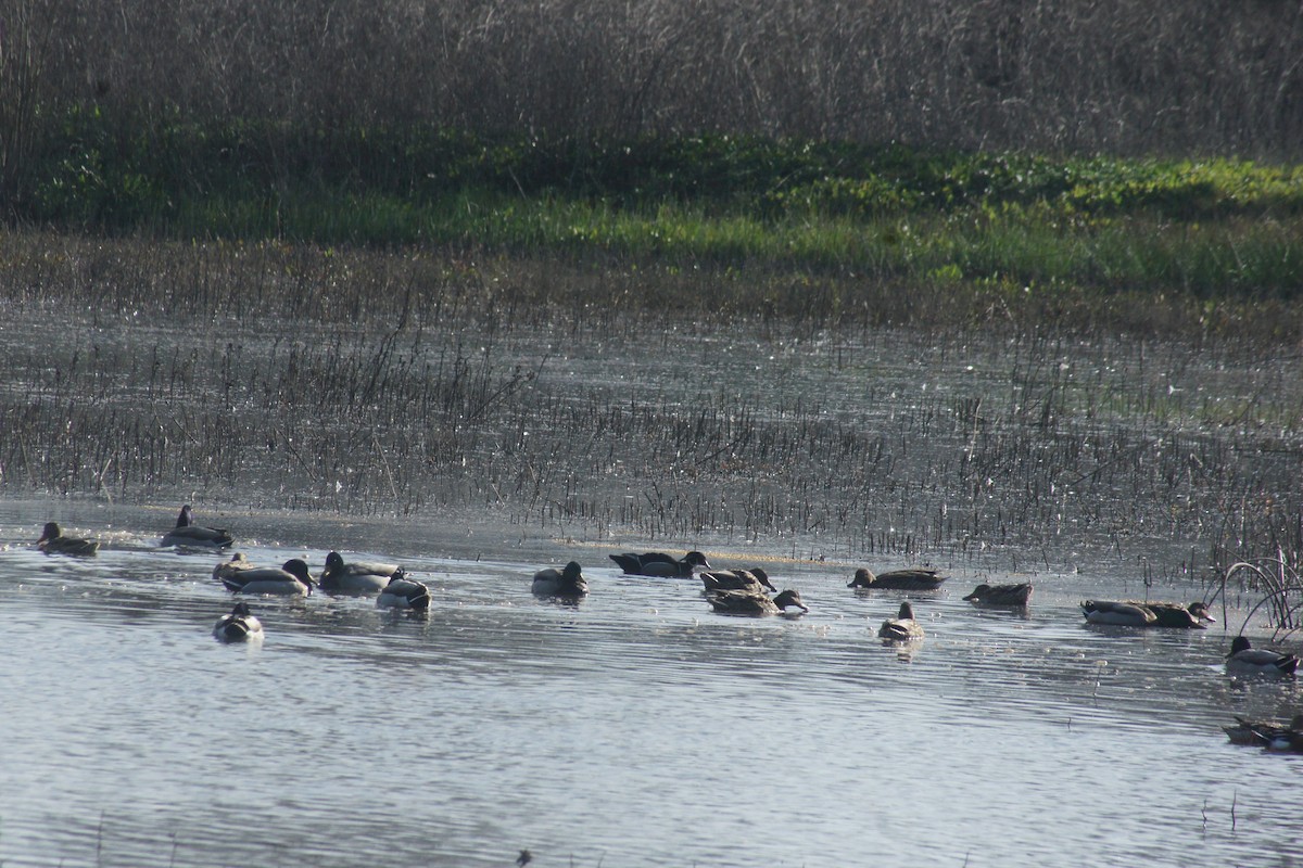 Canard branchu - ML89732101