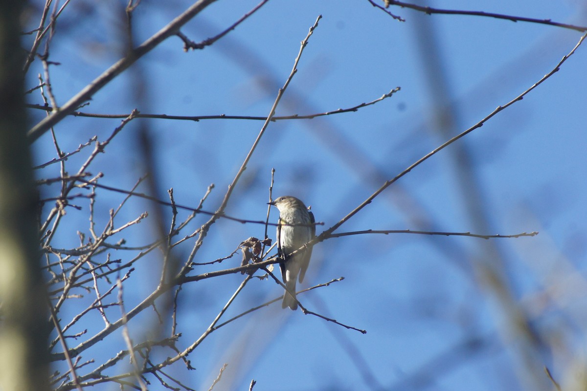 Paruline à croupion jaune - ML89732151