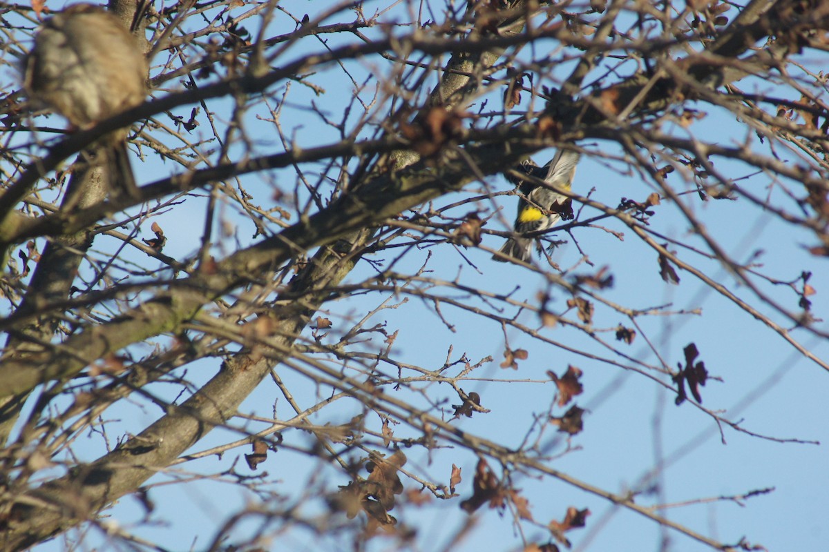 Paruline à croupion jaune - ML89732161