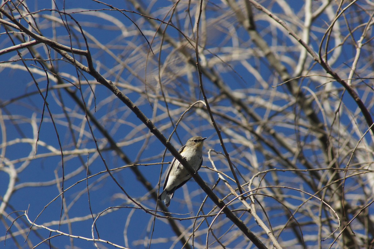 Paruline à croupion jaune - ML89732171