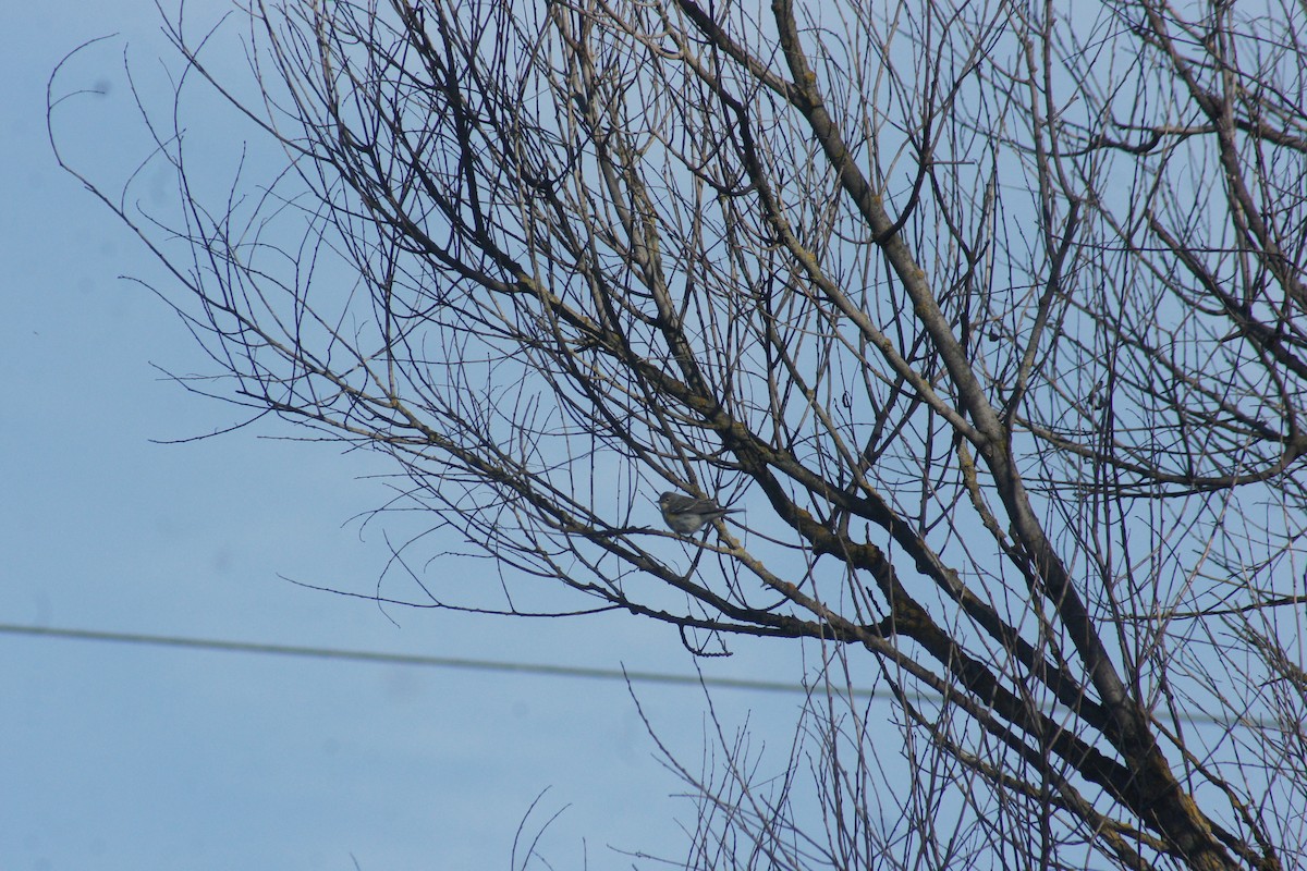Paruline à croupion jaune - ML89732181