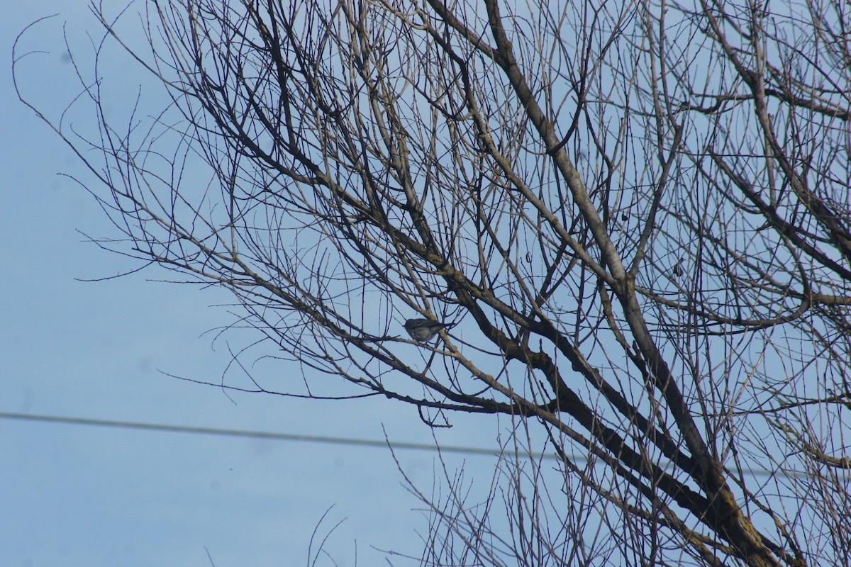 Paruline à croupion jaune - ML89732191