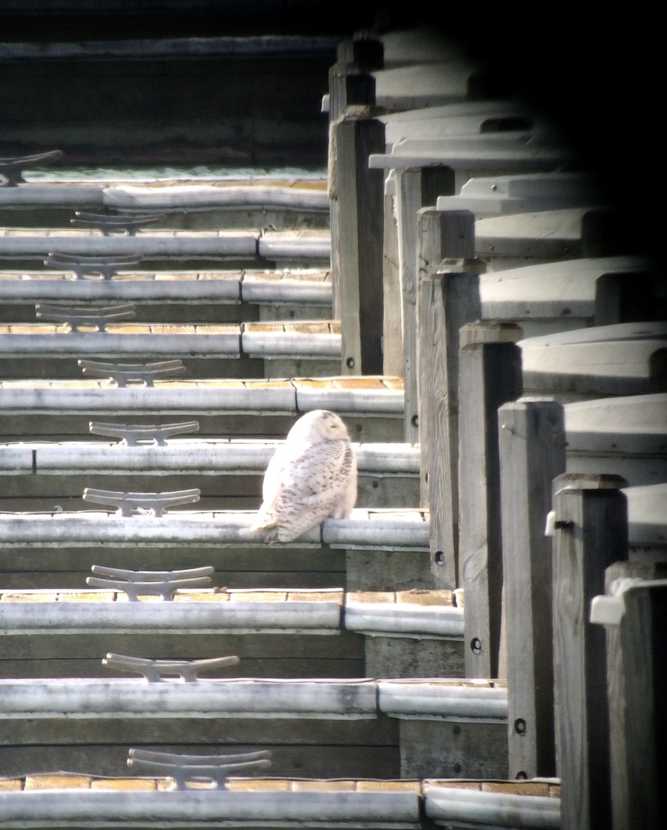 Snowy Owl - ML89732931