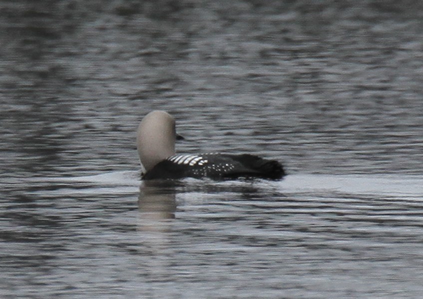 Pacific Loon - ML89734551