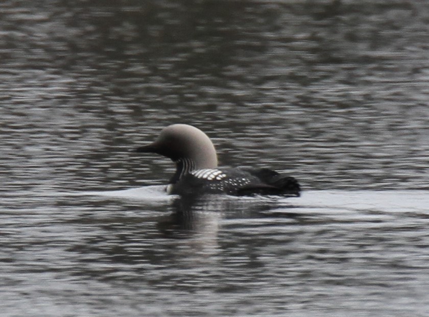 Pacific Loon - ML89734591