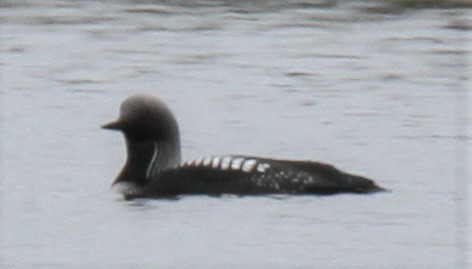 Pacific Loon - ML89734611