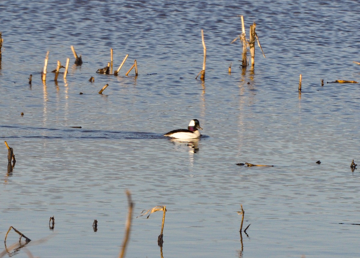 Bufflehead - ML89734621