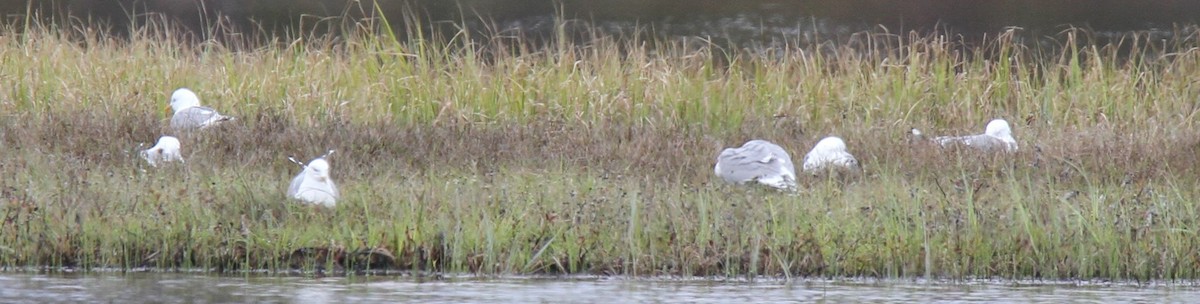 Short-billed Gull - ML89734651