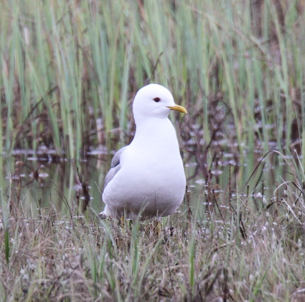 Short-billed Gull - ML89734671