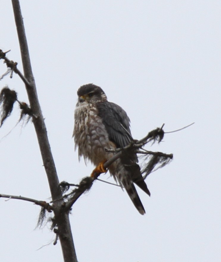 Merlin (Taiga) - ML89734751