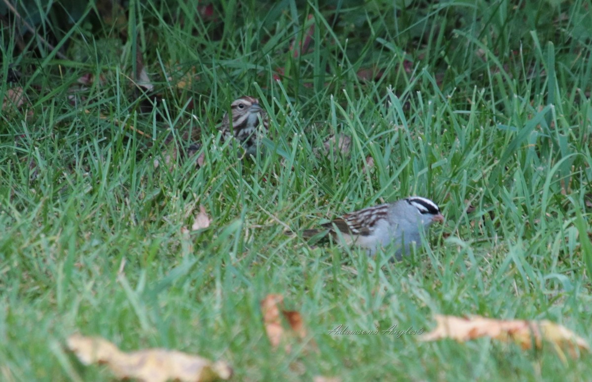 White-crowned Sparrow - ML89734831