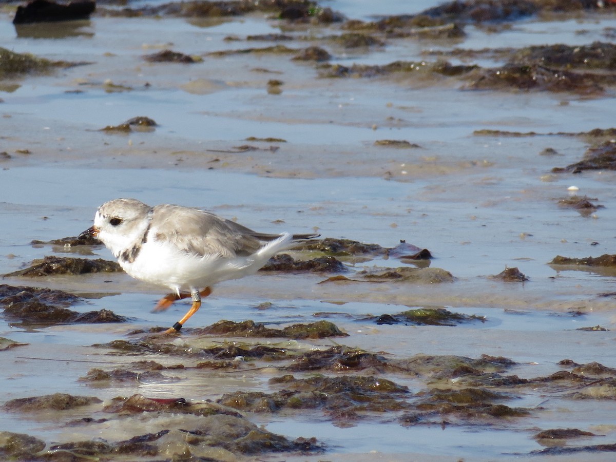 Piping Plover - ML89734941